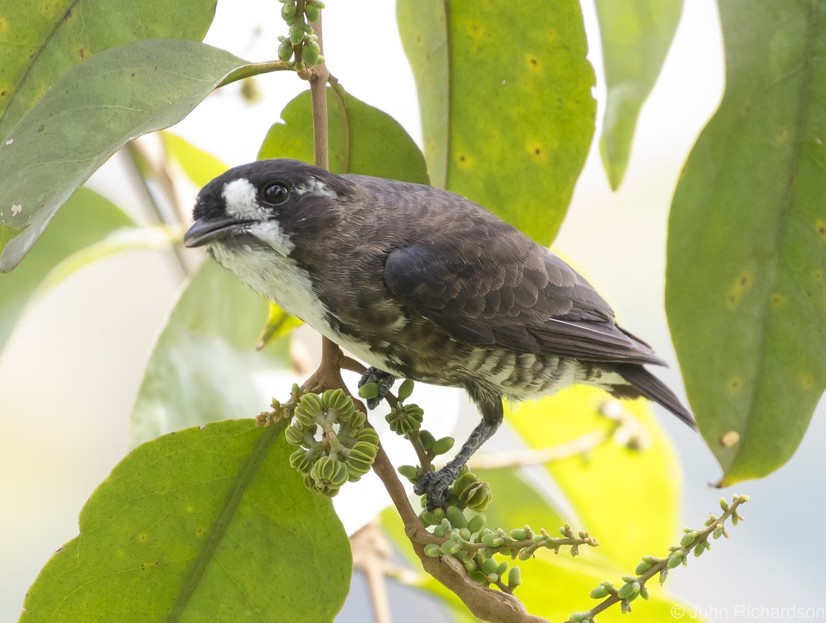 White-browed Purpletuft - John Richardson