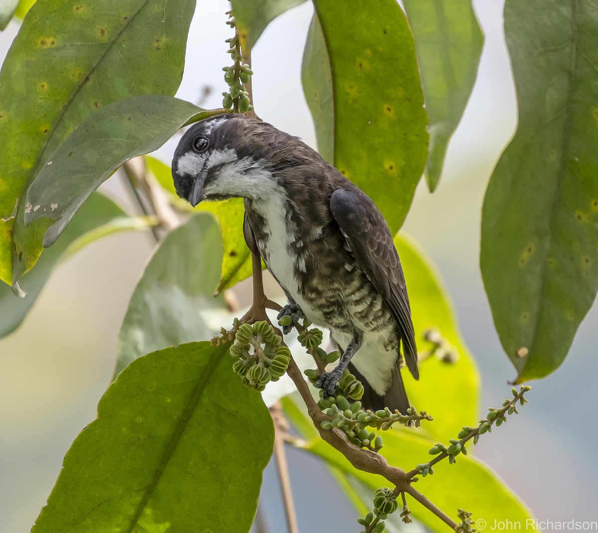 White-browed Purpletuft - John Richardson