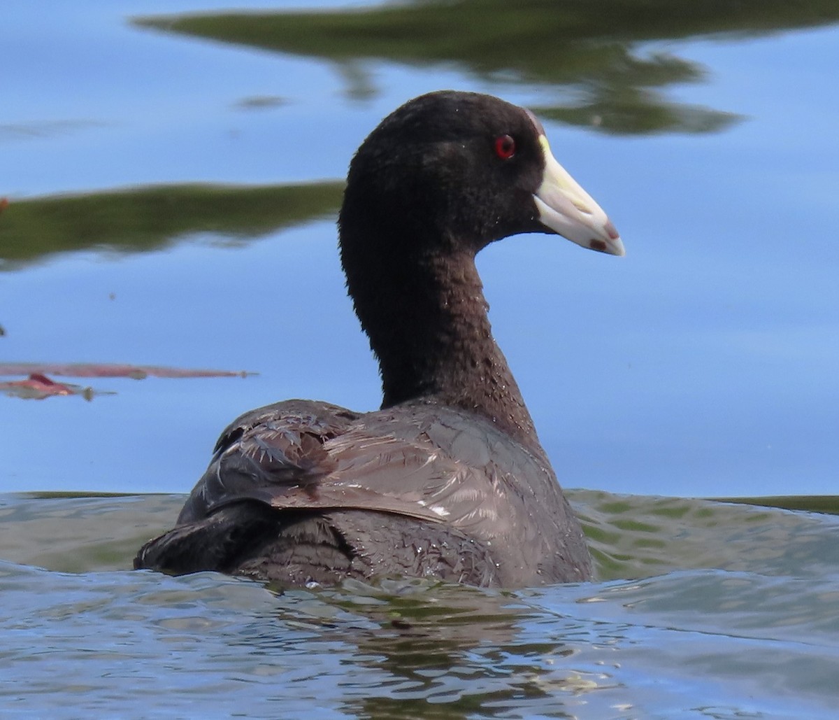 American Coot - ML620687219