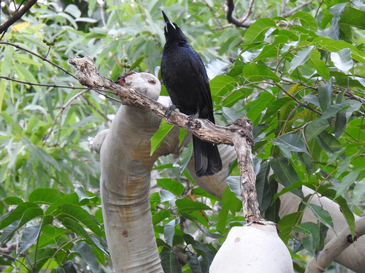 Black Butcherbird - ML620687221