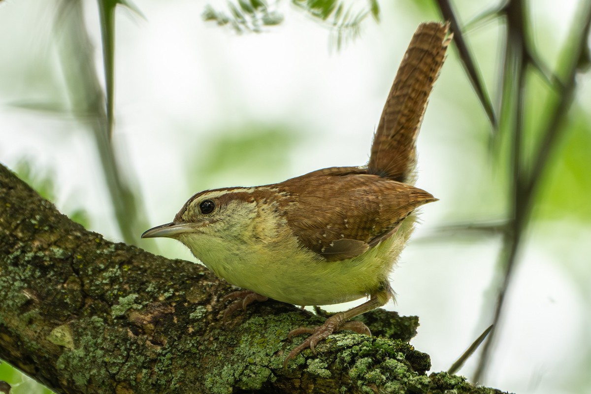 Carolina Wren - ML620687222