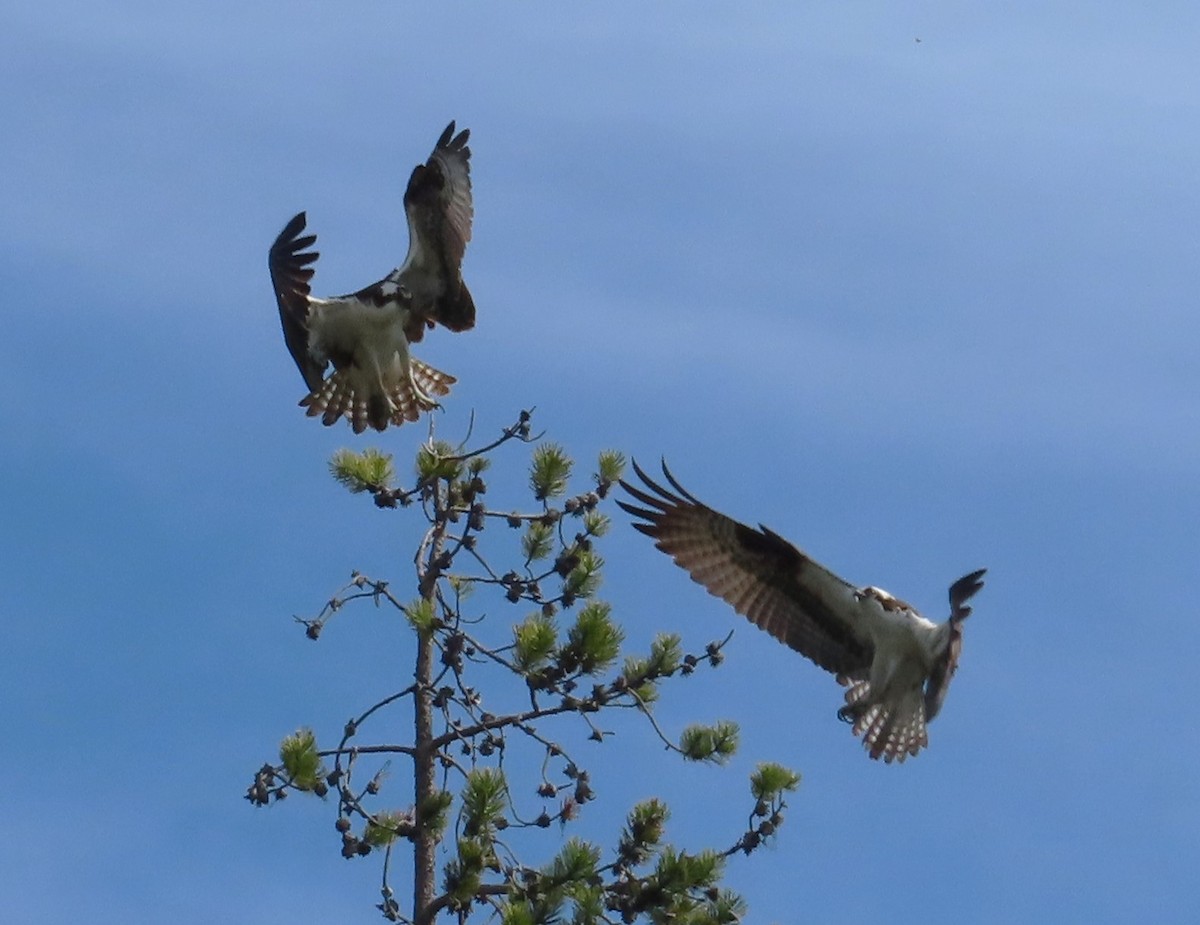 Águila Pescadora - ML620687223