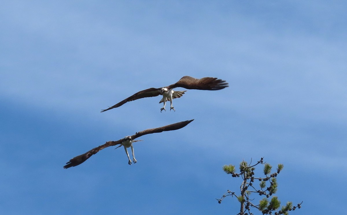 Águila Pescadora - ML620687224