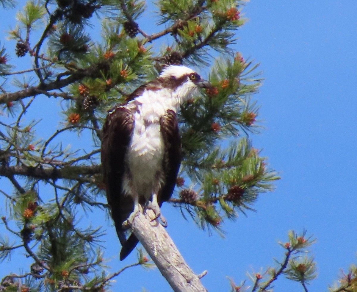 Osprey - ML620687225