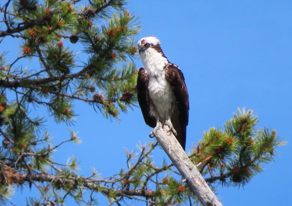 Águila Pescadora - ML620687226