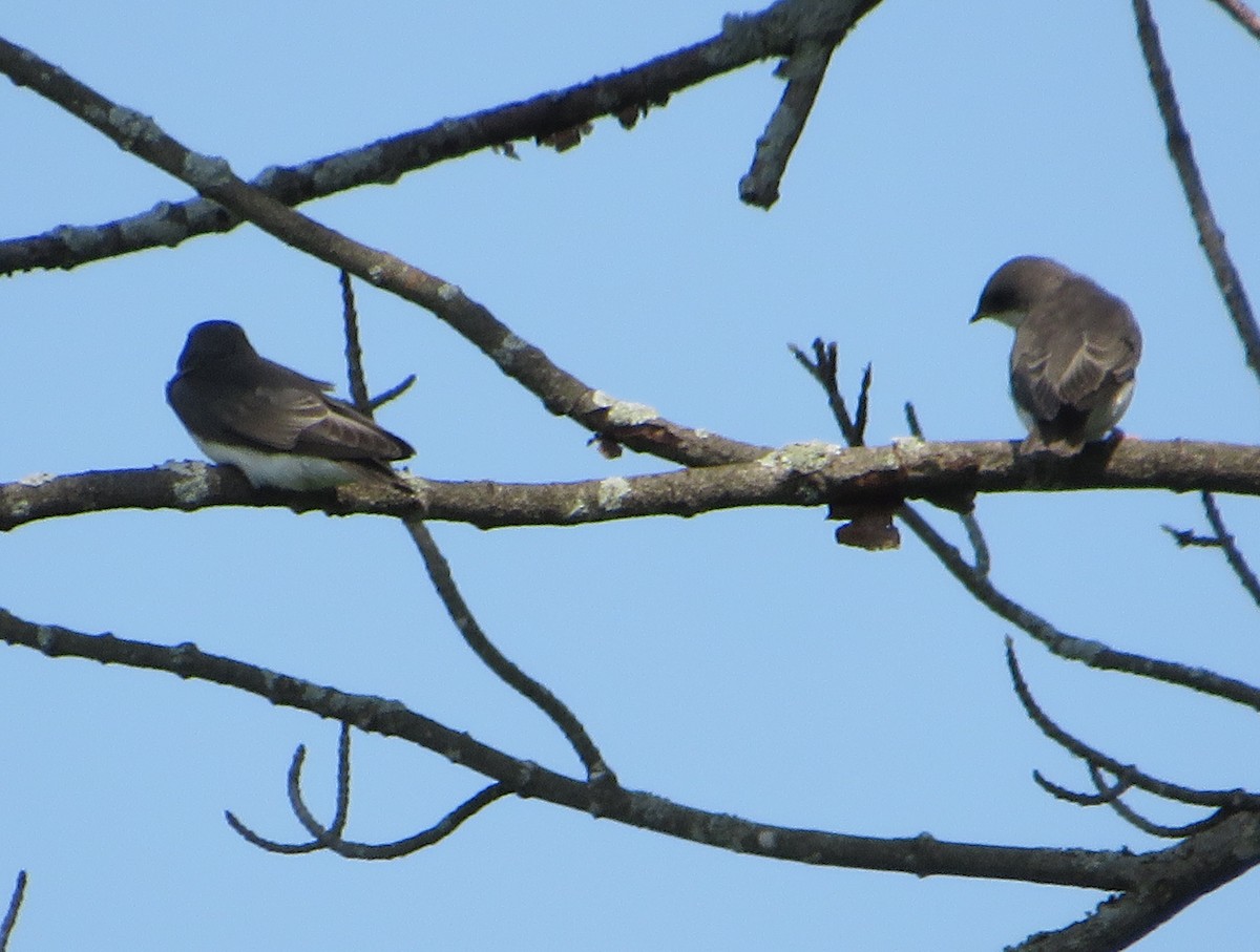 Golondrina Bicolor - ML620687227