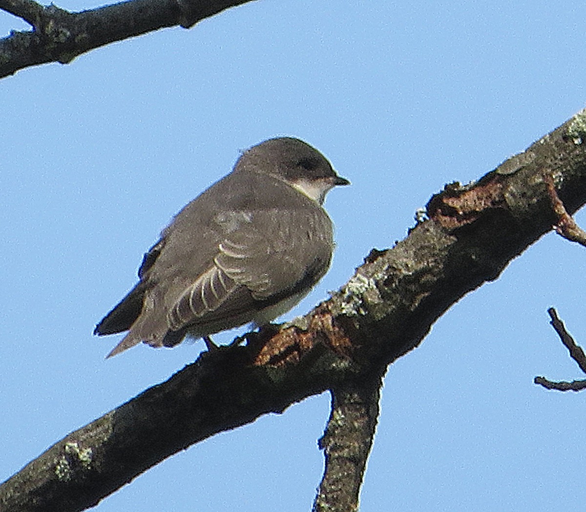 Tree Swallow - ML620687229