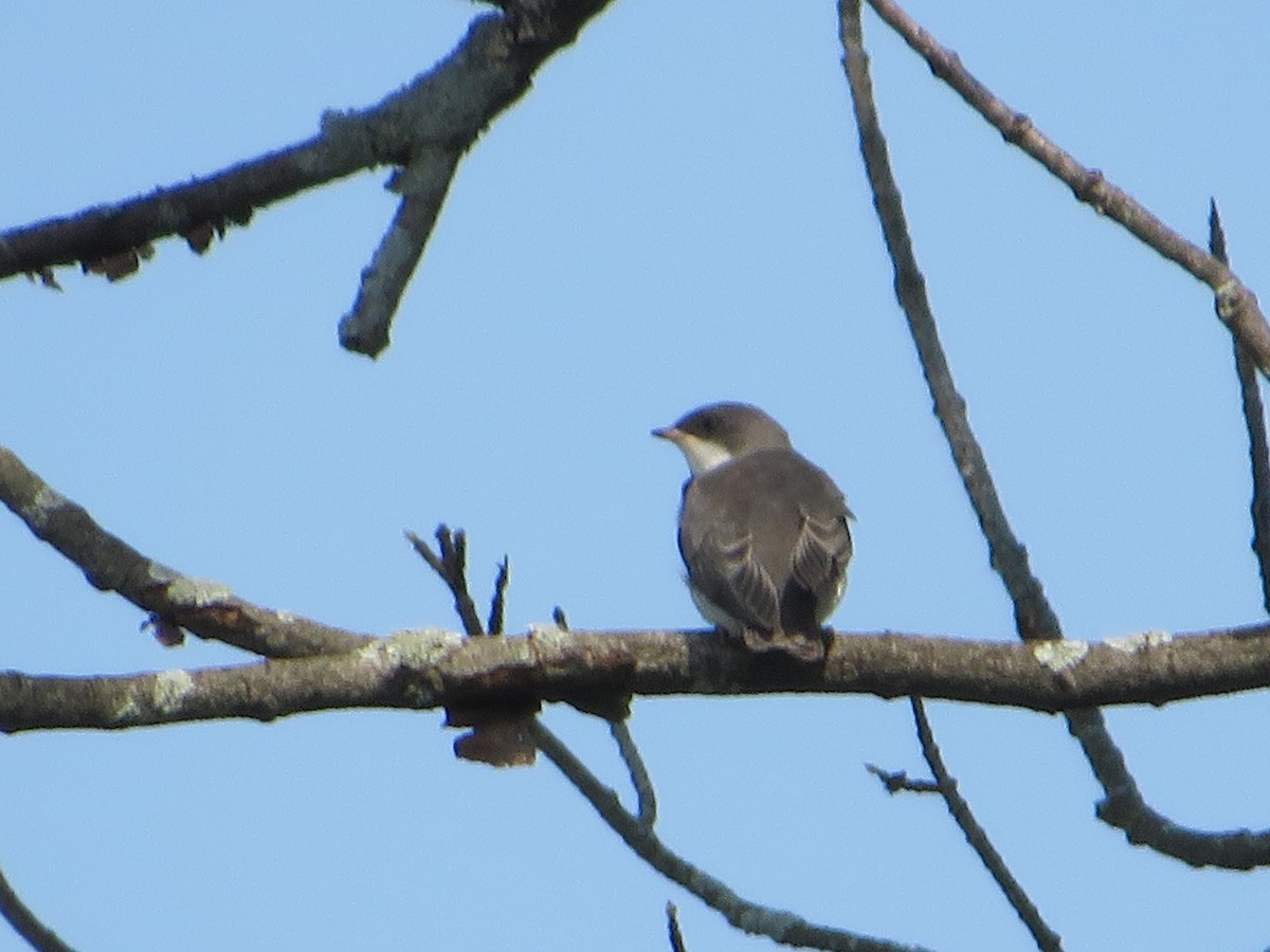 Golondrina Bicolor - ML620687232