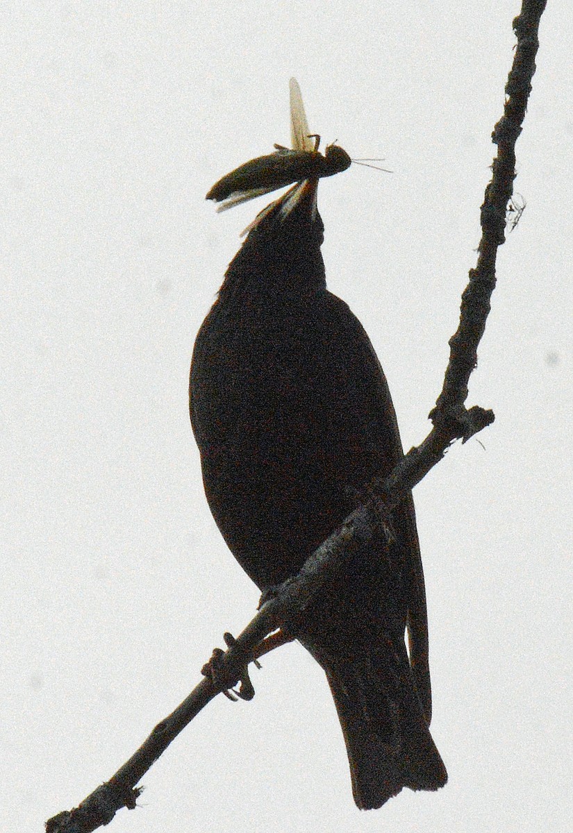 European Starling - ML620687249