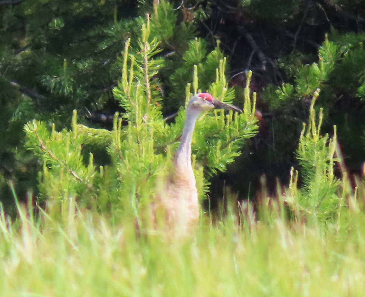 Sandhill Crane - ML620687251