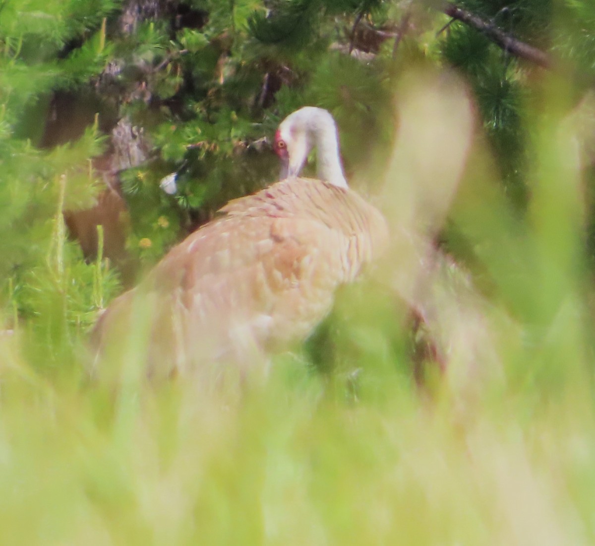 Sandhill Crane - ML620687252