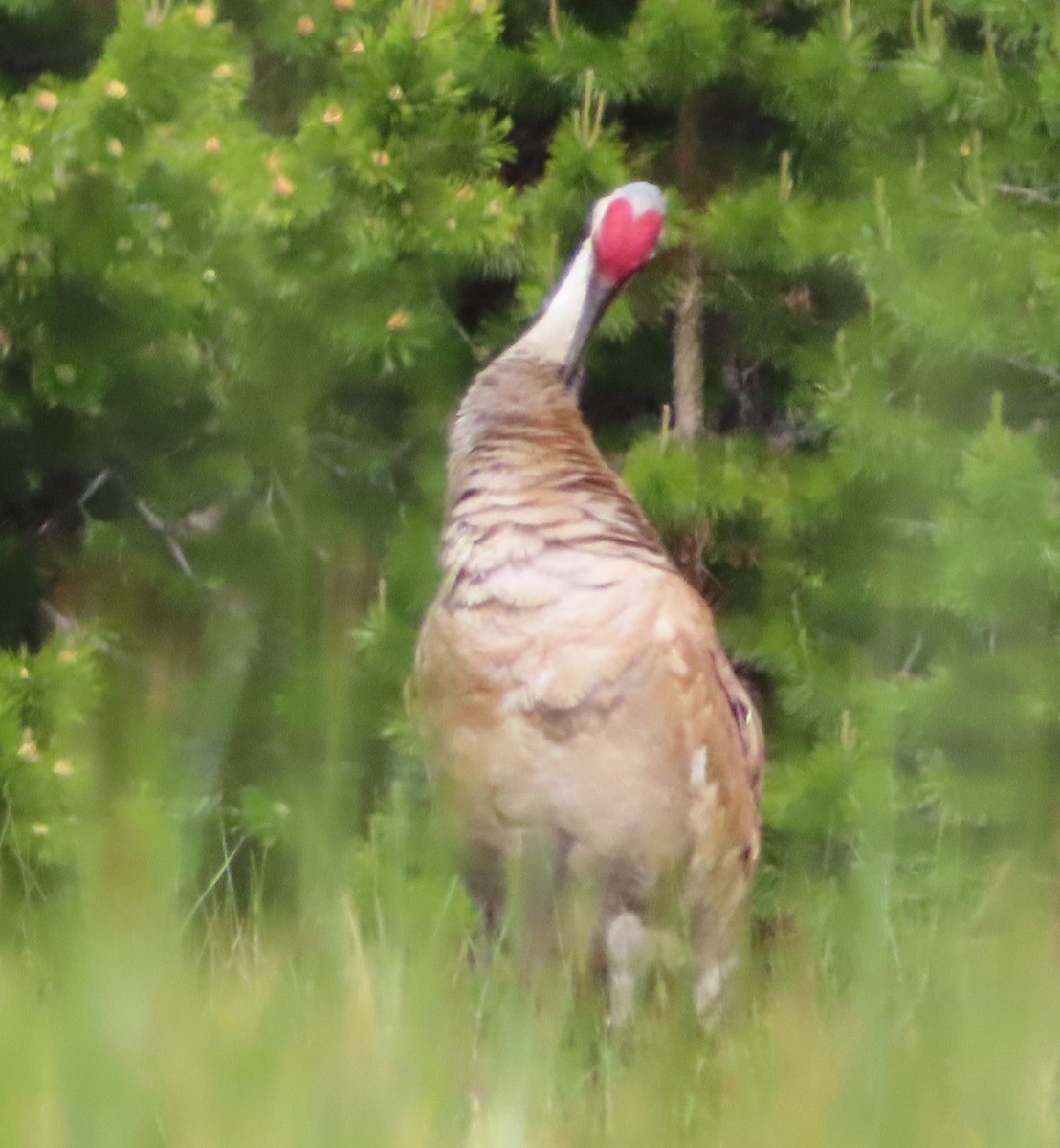 Sandhill Crane - ML620687254