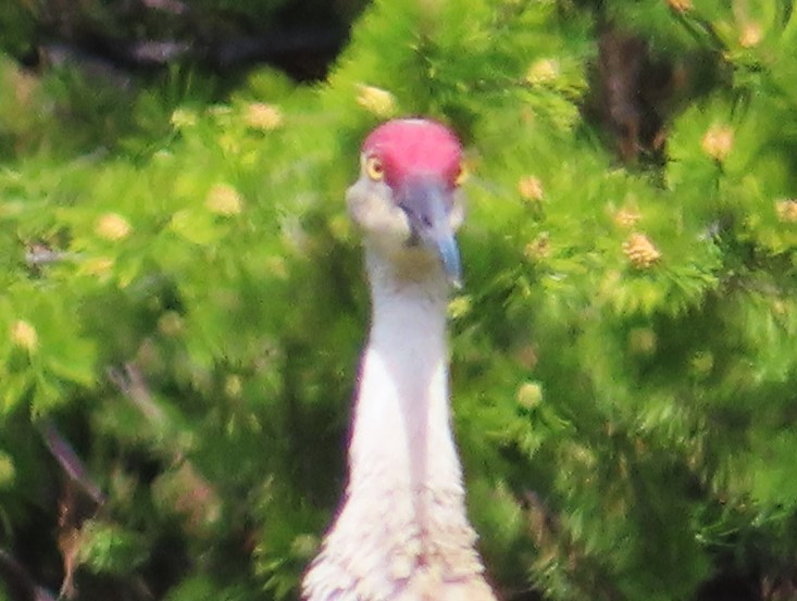 Sandhill Crane - Claire Weiser