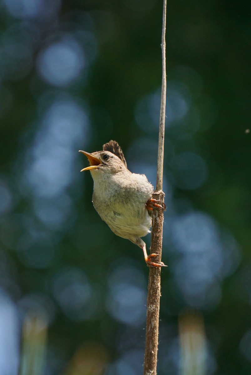 Marsh Wren - ML620687262