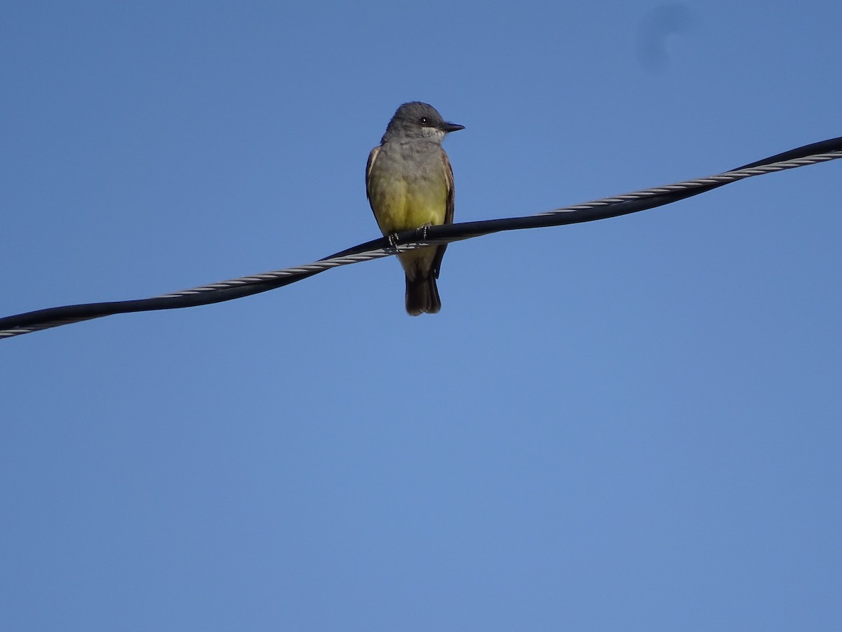 Cassin's Kingbird - ML620687265