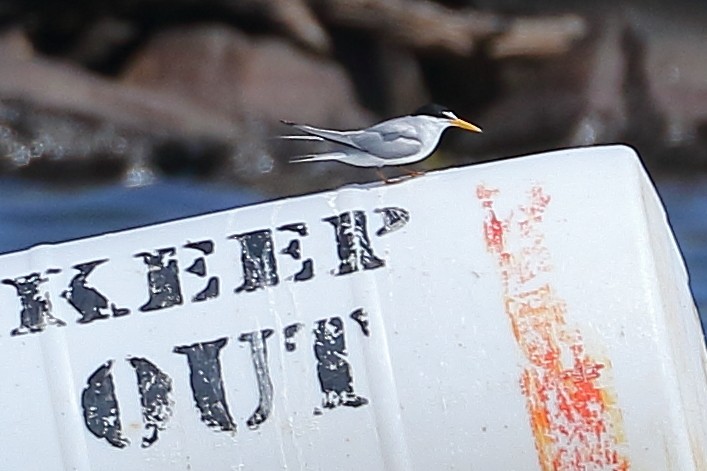 Least Tern - ML620687271