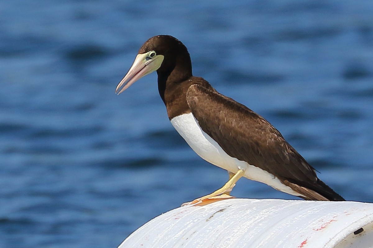 Brown Booby - ML620687277