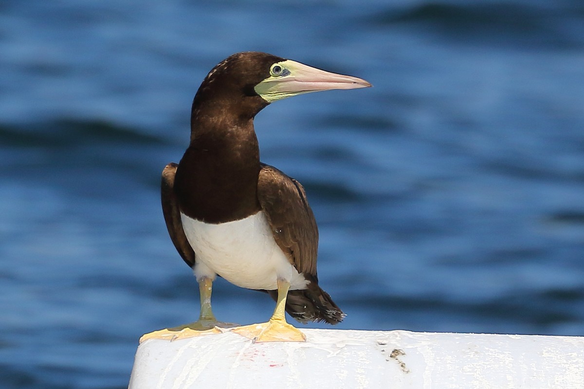 Brown Booby - ML620687278