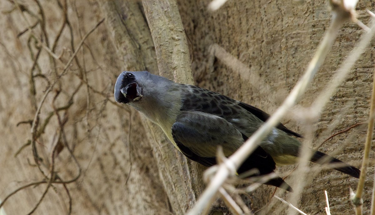 Yellow-winged Tanager - ML620687282