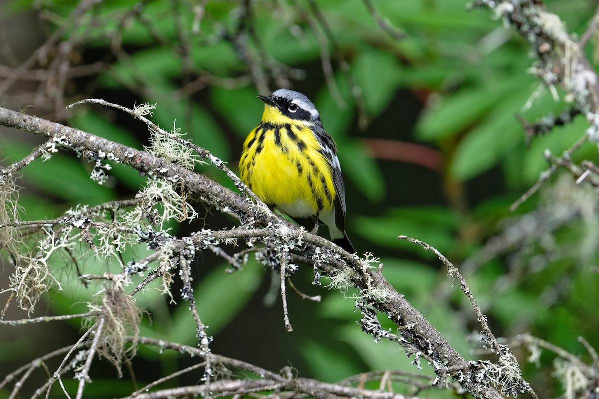 Magnolia Warbler - ML620687286