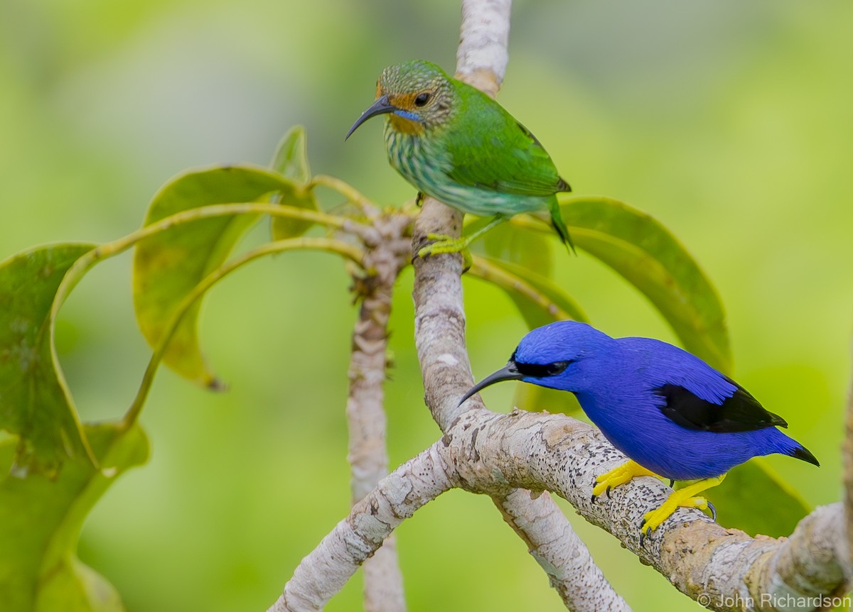 Purple Honeycreeper - John Richardson