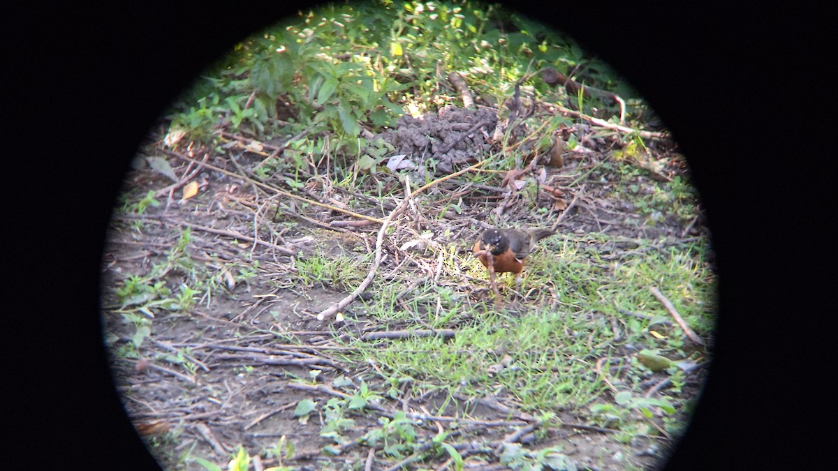 American Robin - ML620687296