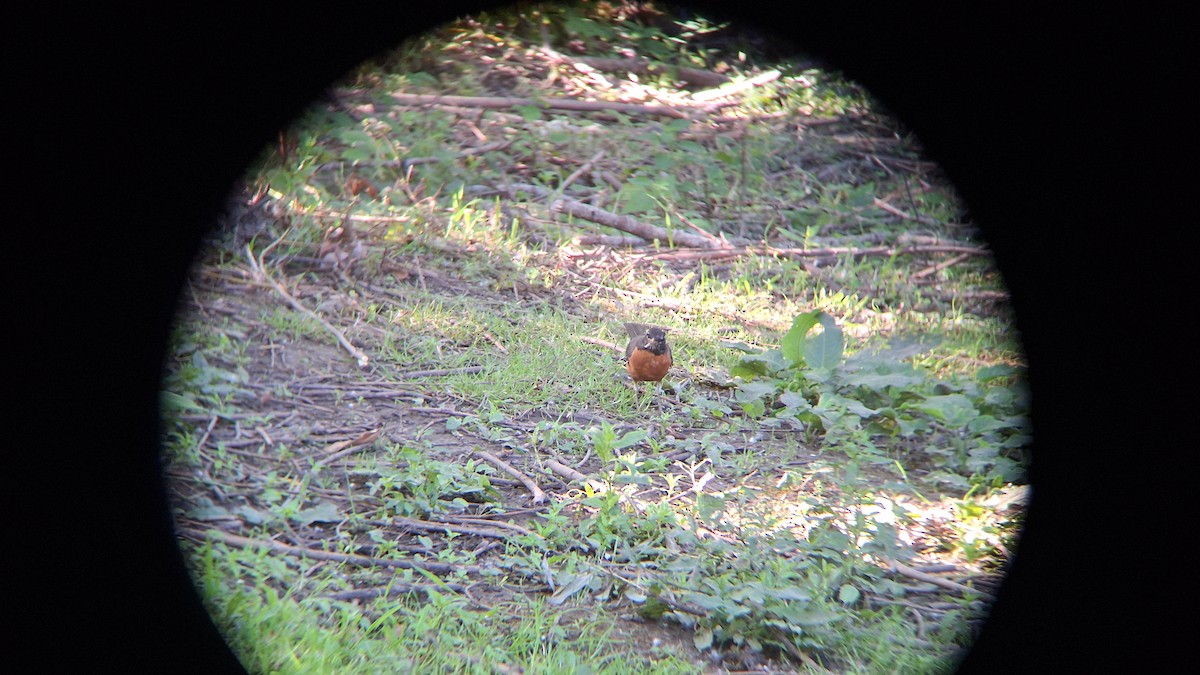 American Robin - ML620687298