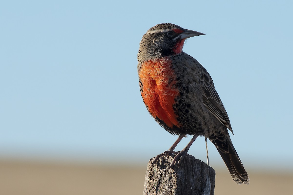 Long-tailed Meadowlark - ML620687304