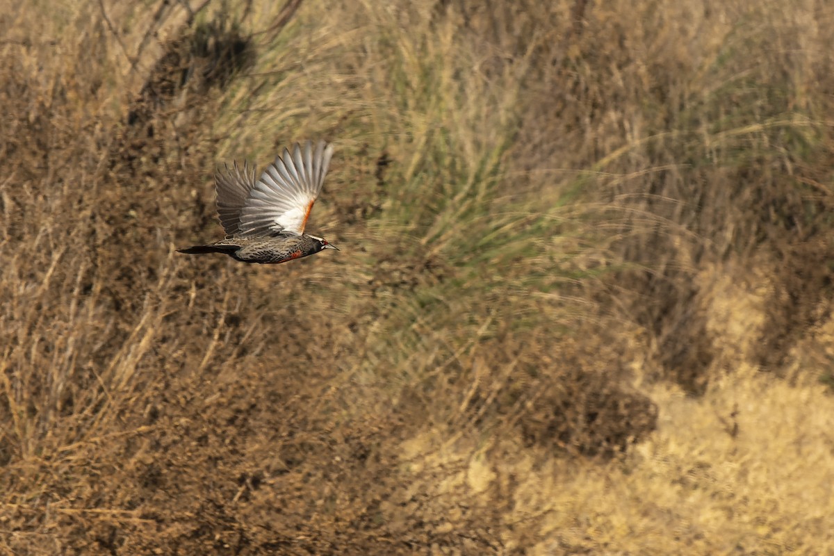 Long-tailed Meadowlark - ML620687305