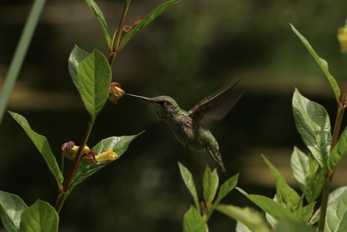 Anna's Hummingbird - ML620687306