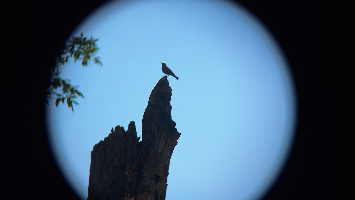 Swainson's Thrush - ML620687308