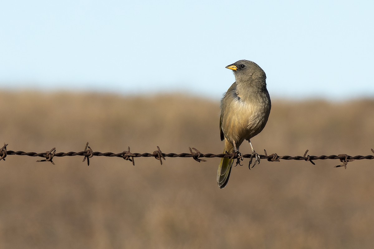 Great Pampa-Finch - ML620687311