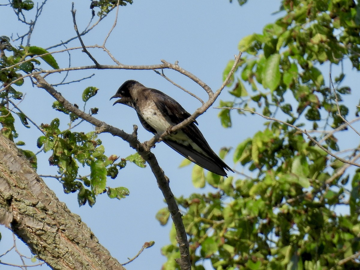 Purple Martin - ML620687314