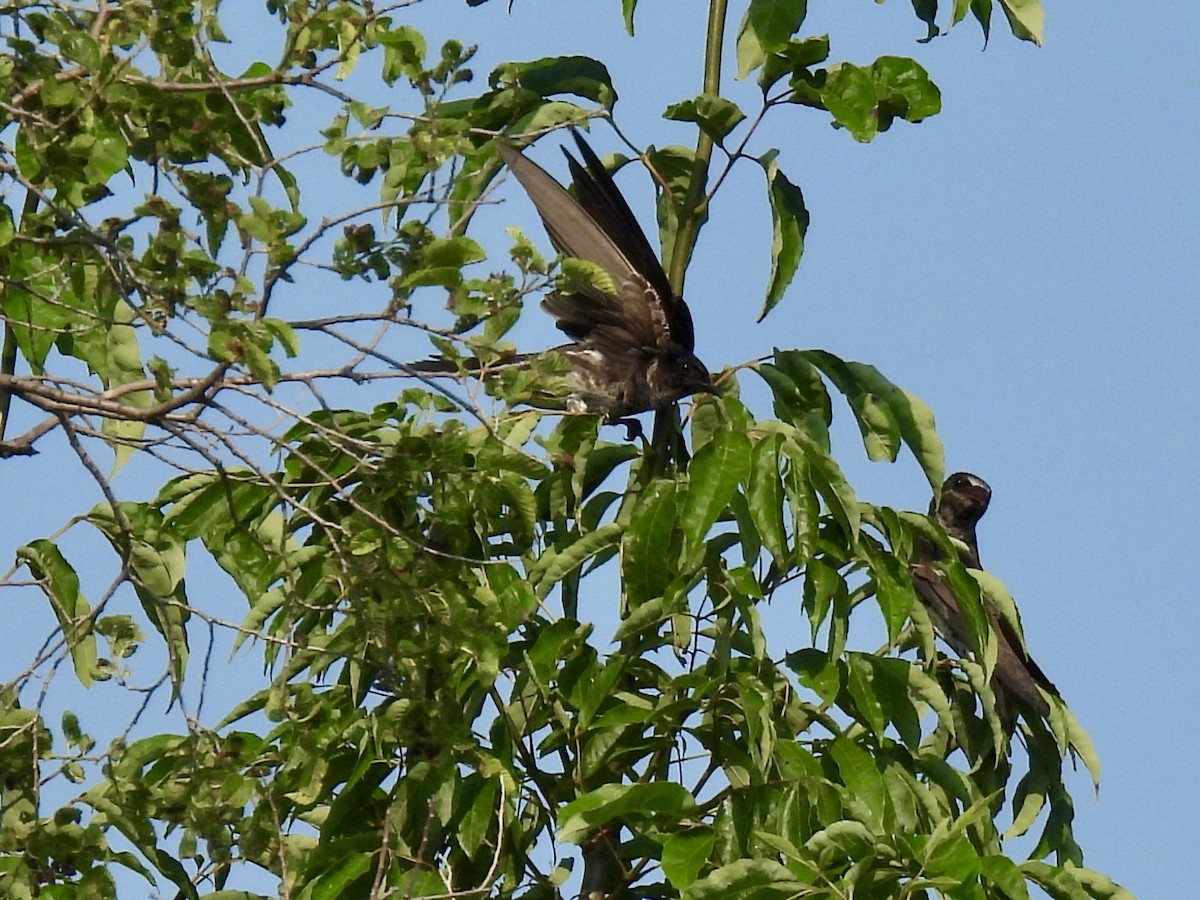 Purple Martin - ML620687316