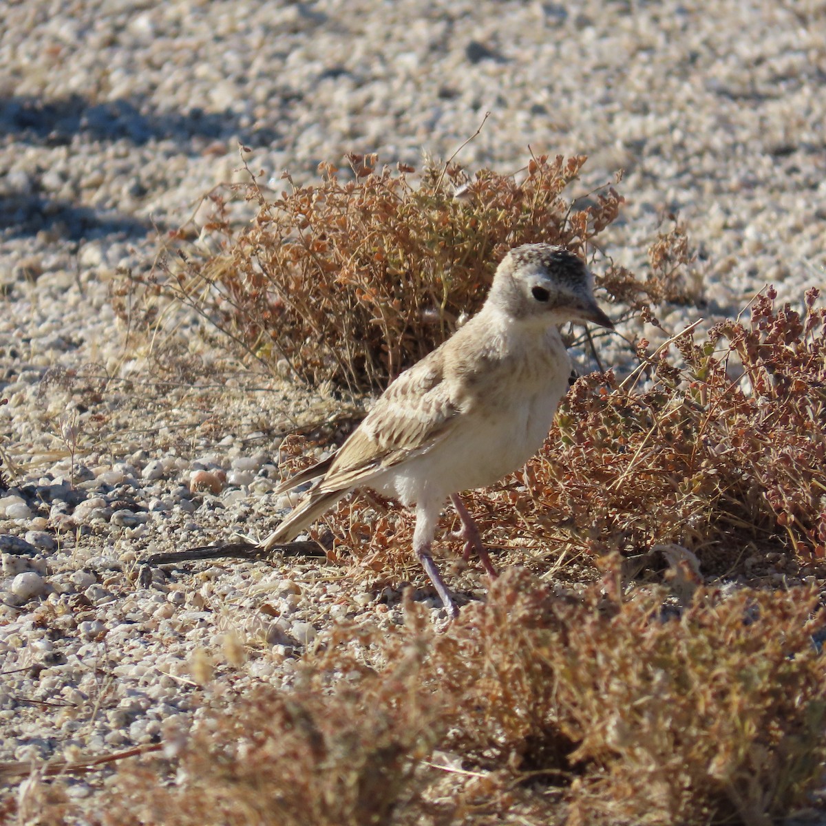 Horned Lark - ML620687322