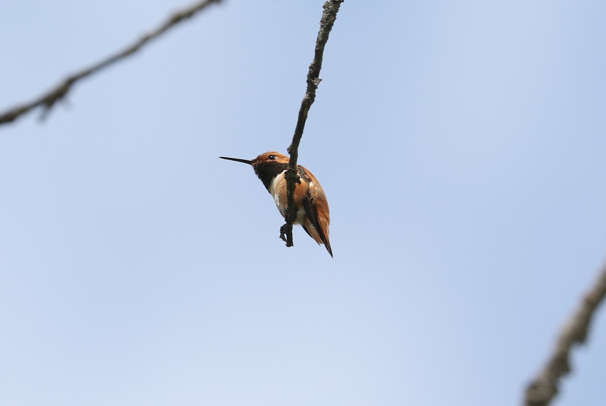 Rufous Hummingbird - ML620687328