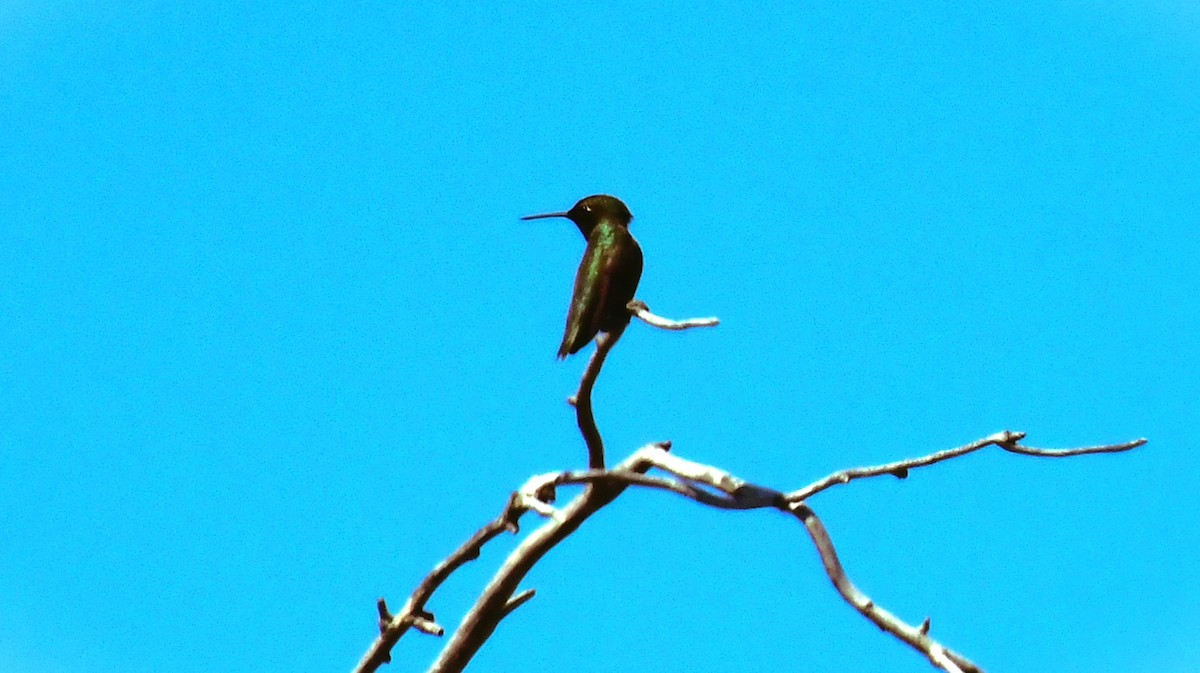 Black-chinned Hummingbird - ML620687329