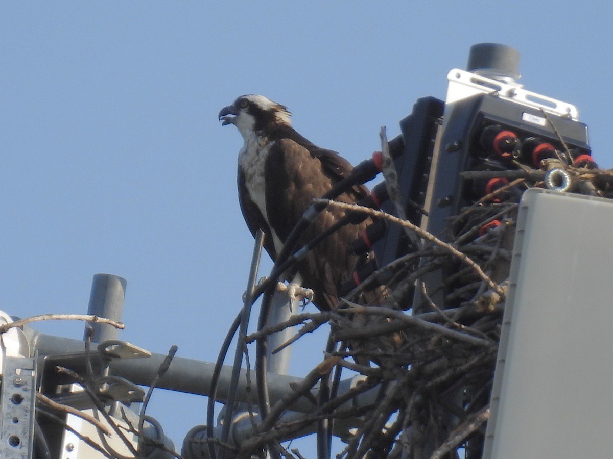 Osprey - ML620687332