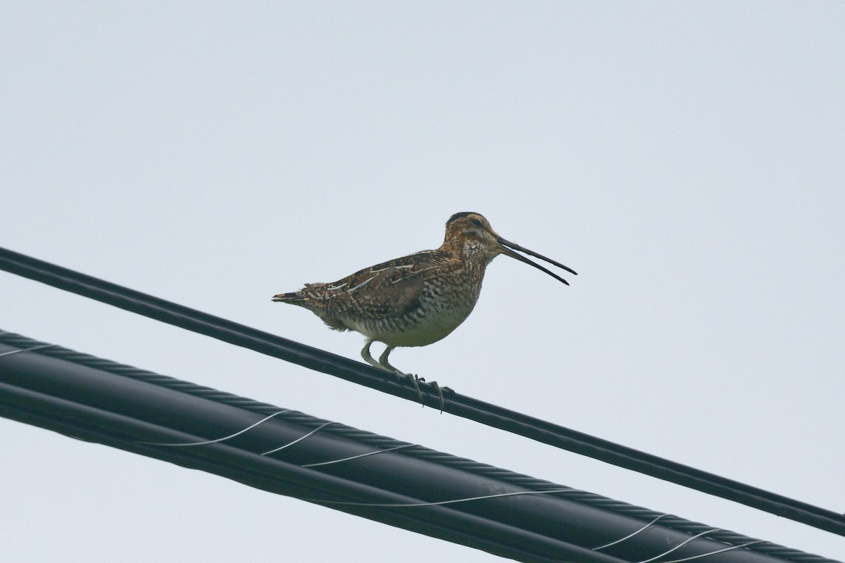 Wilson's Snipe - ML620687334