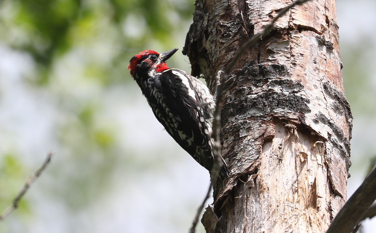 Red-naped Sapsucker - ML620687335