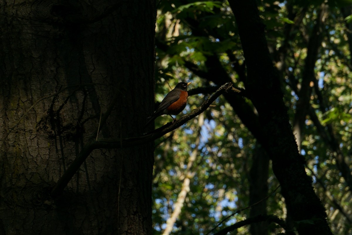 American Robin - ML620687336