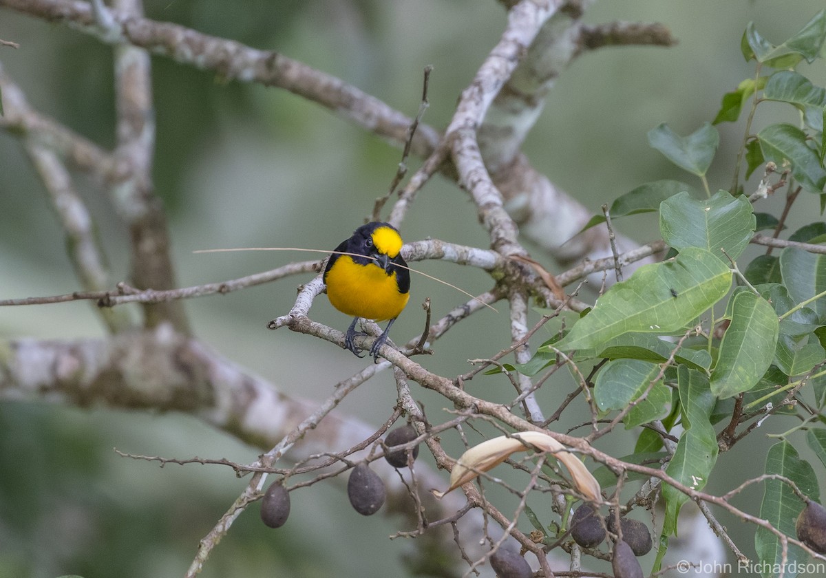 Orange-bellied Euphonia - ML620687337