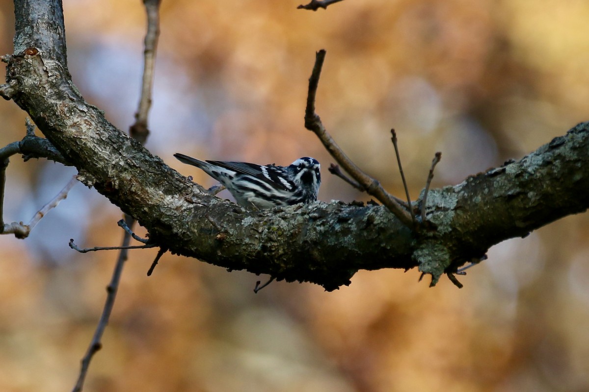 Black-and-white Warbler - ML620687338