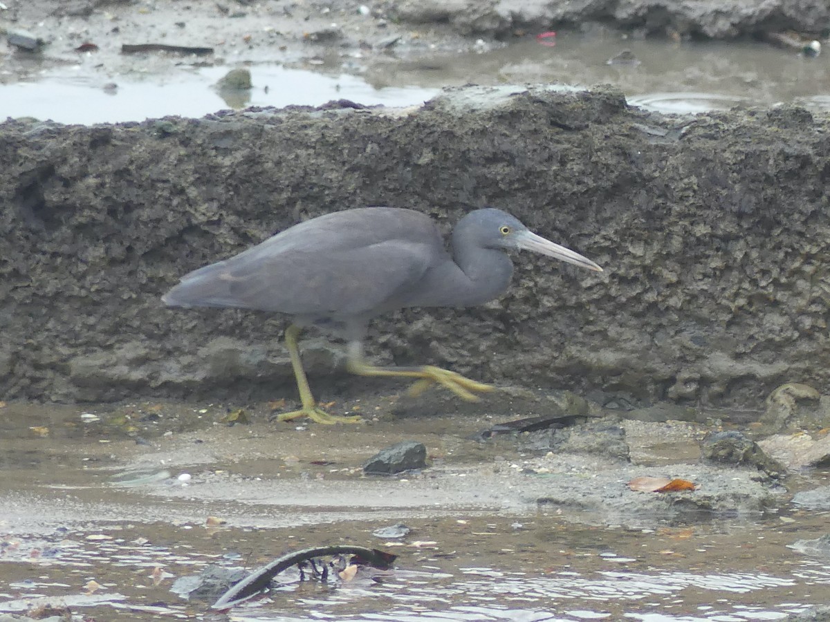 Pacific Reef-Heron - ML620687340