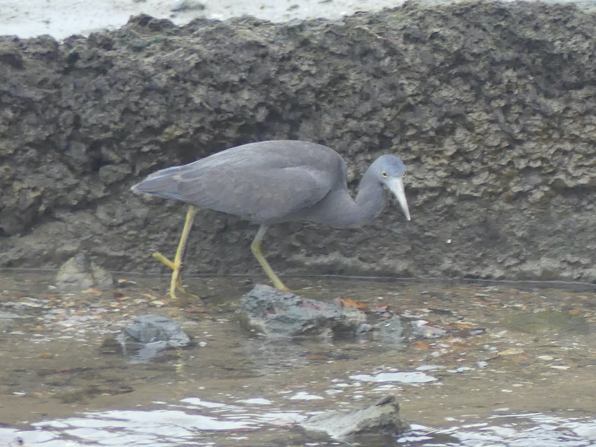 Pacific Reef-Heron - ML620687341