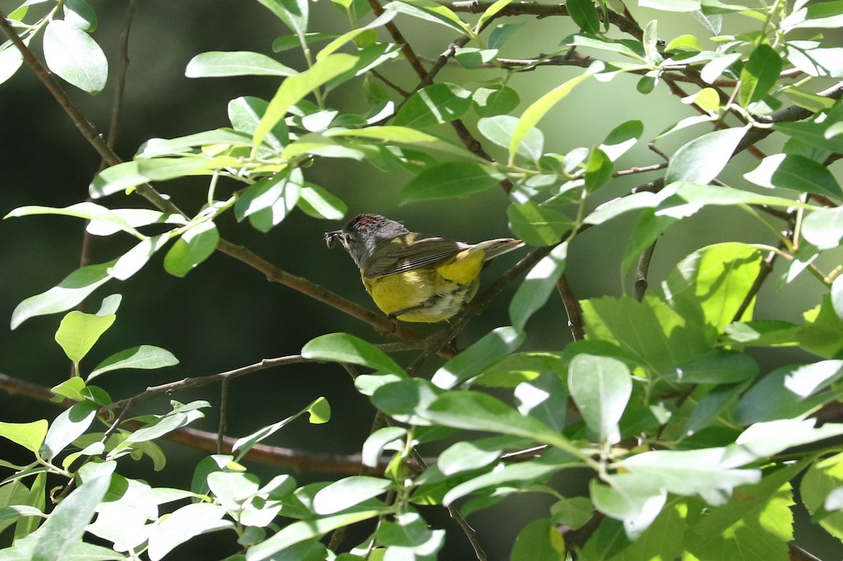 Nashville Warbler - ML620687342