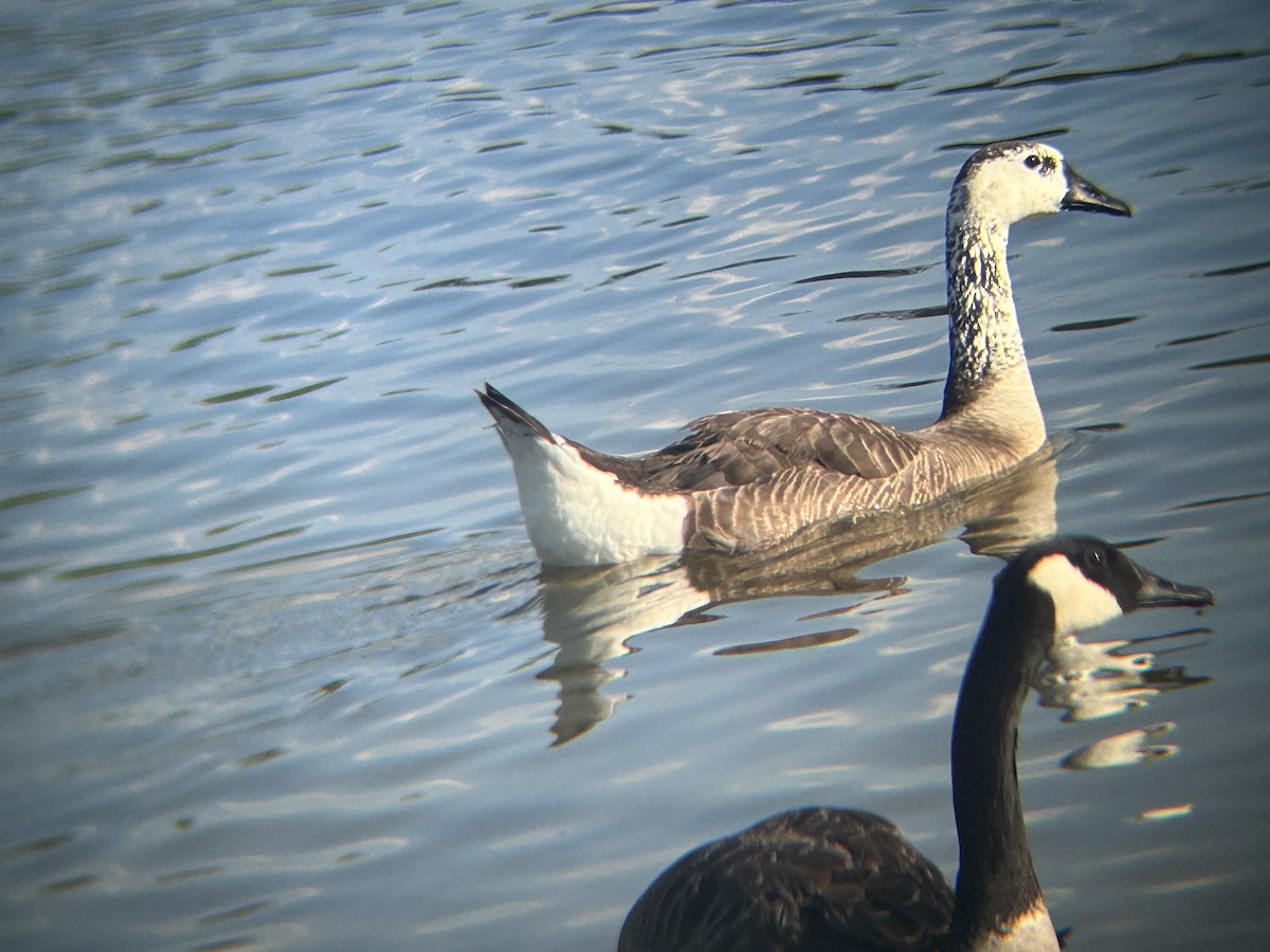 Domestic goose sp. x Canada Goose (hybrid) - Ben Walters