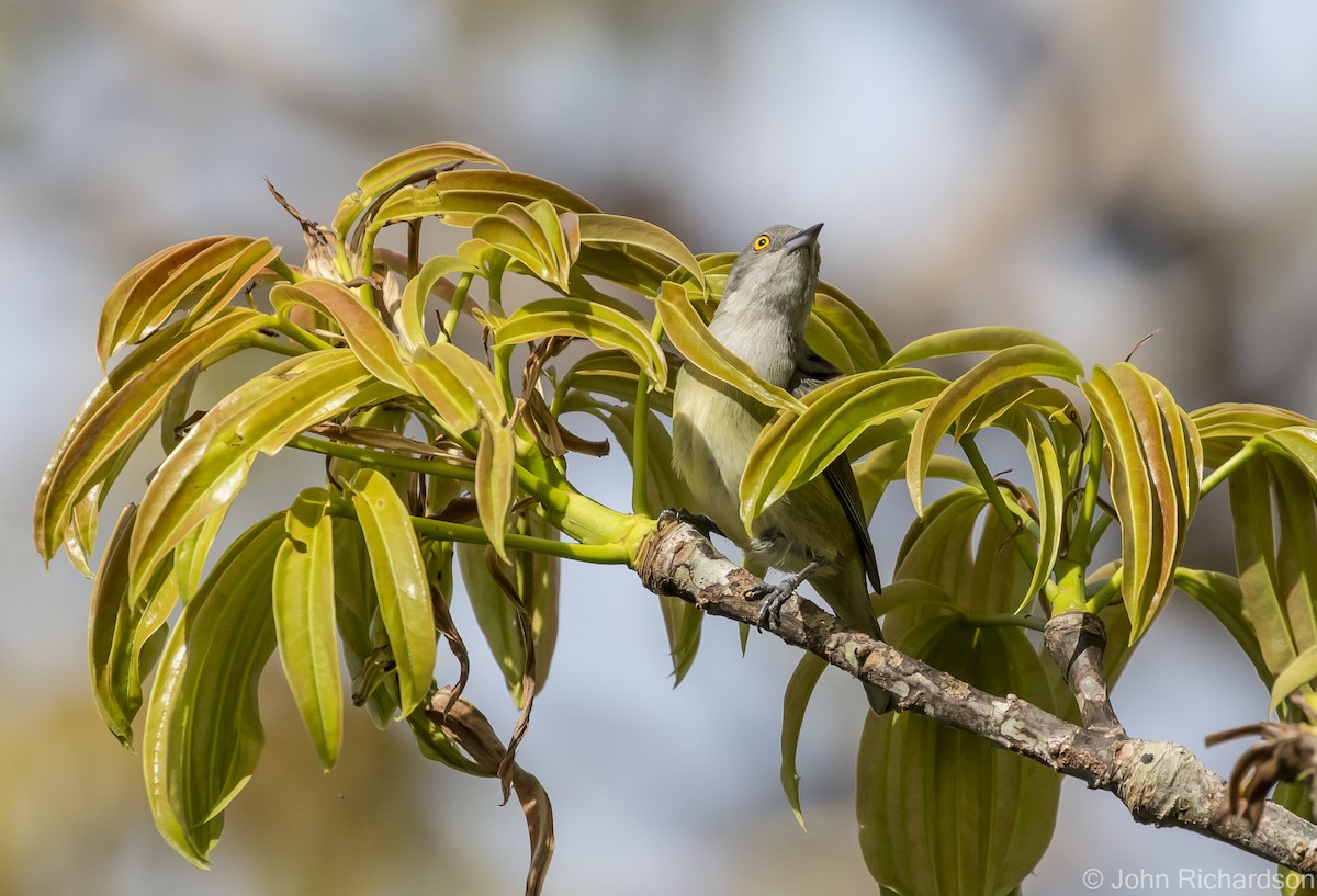 Dacnis à coiffe bleue - ML620687347