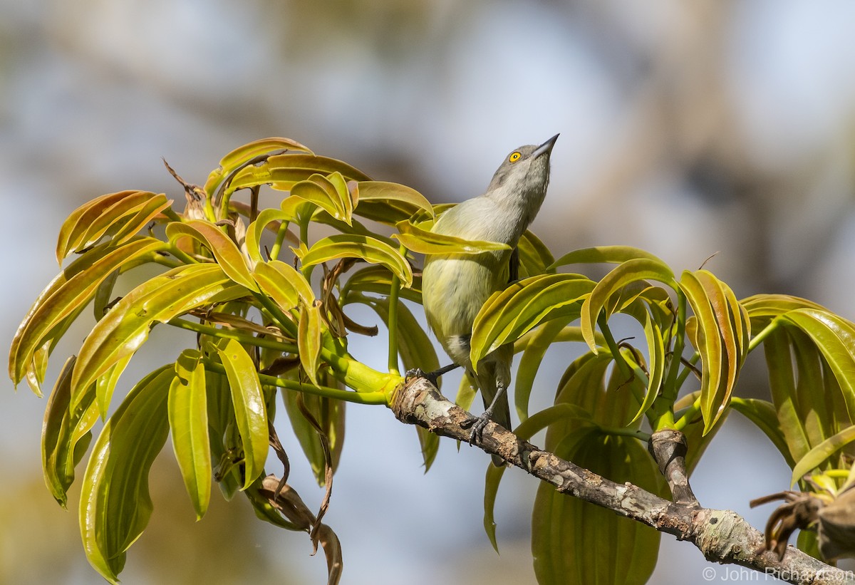 Dacnis à coiffe bleue - ML620687348