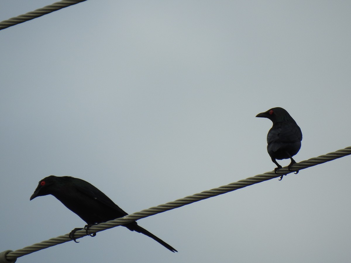 Metallic Starling - ML620687349